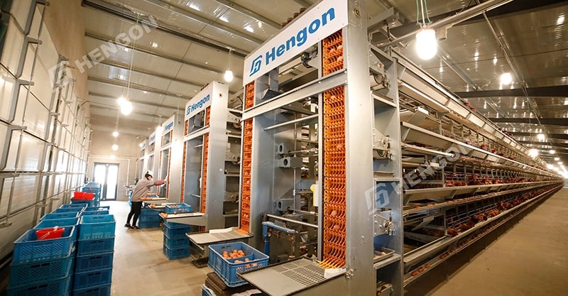 HENGON Shines at Livestock Philippines 2025: Exhibition Highlights & Client Visits HENGON Shines at Livestock Philippines 2025: Exhibition Highlights & Client Visits