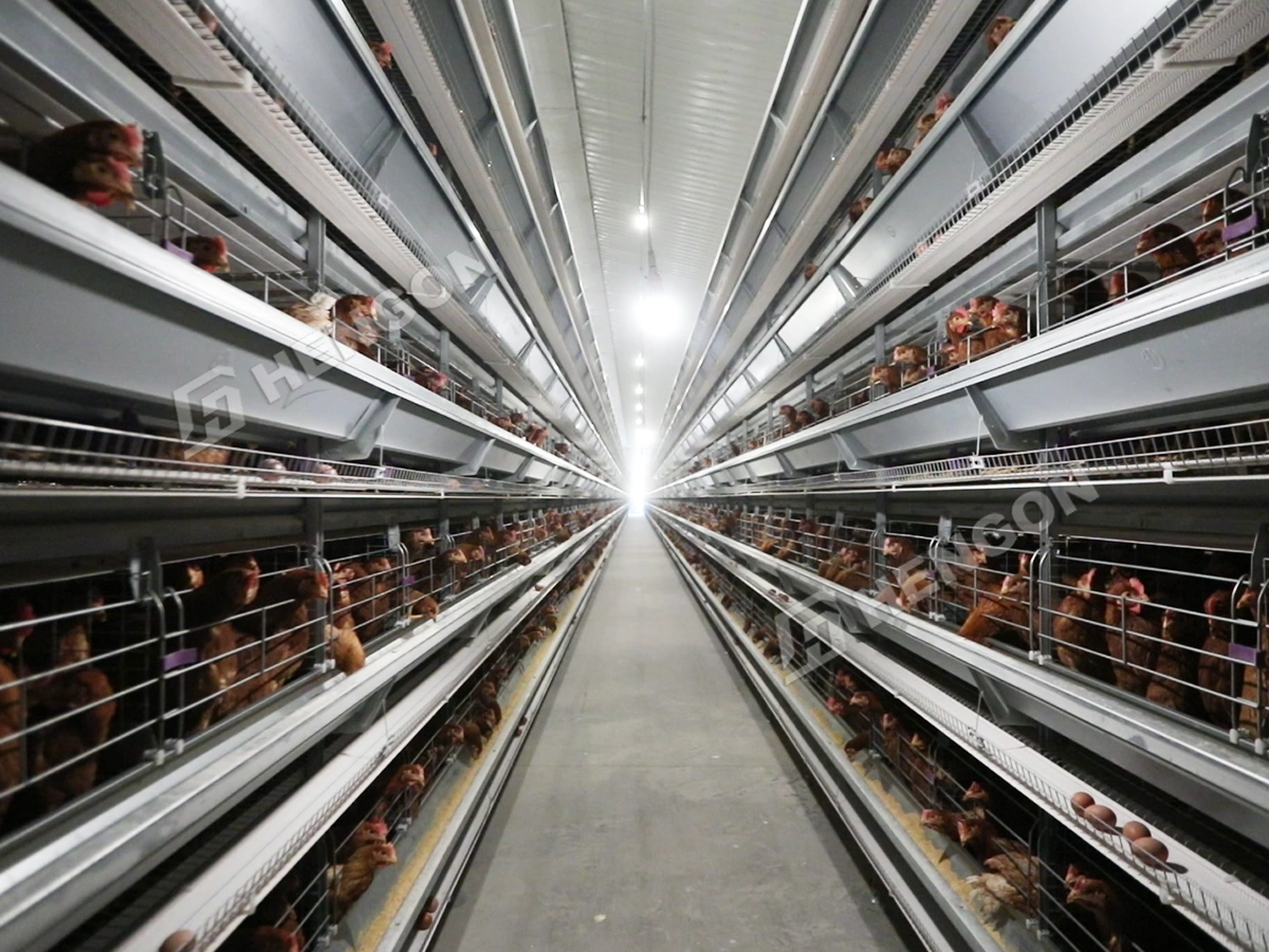 Layer Chicken Cages