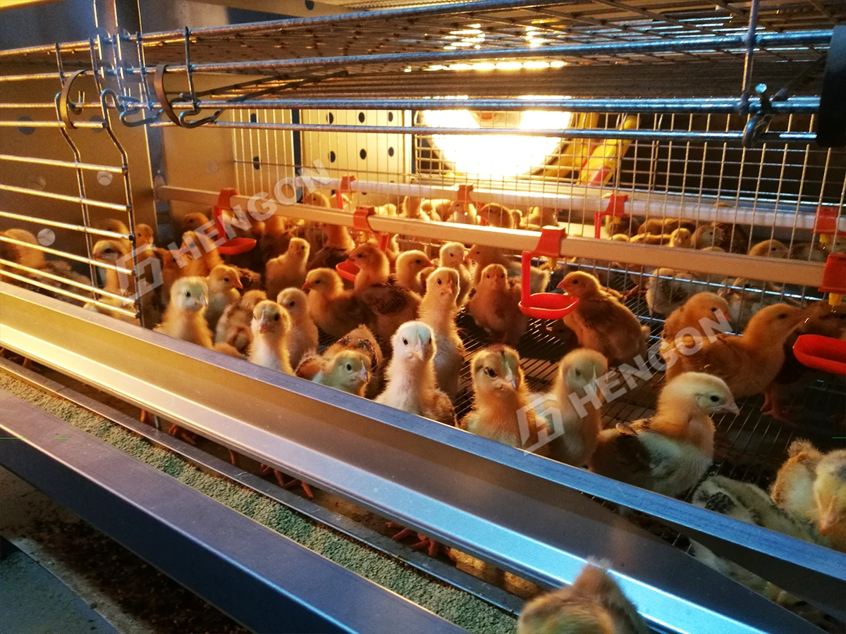 Brooding Chicken Cages