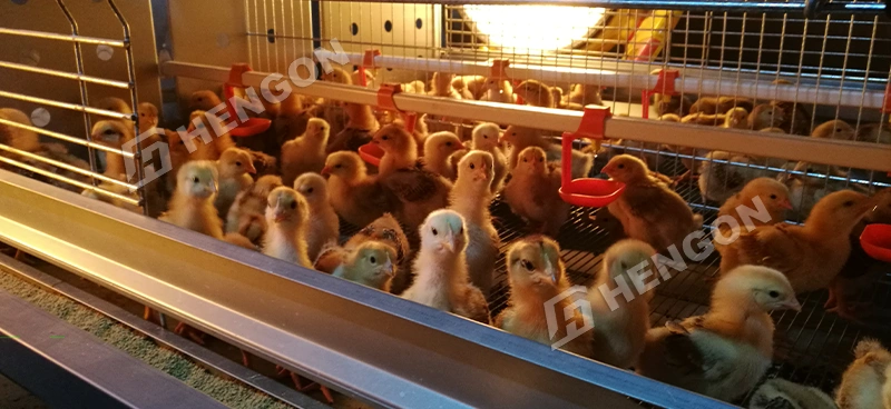 Brooding Chicken Cages