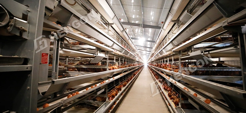 Layer Chicken Cages